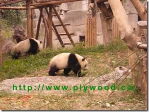 Giant Pandas