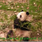 A Tour Of Chengdu Research Base of Giant Panda Breeding