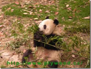 Giant Panda is eating bamboo.
