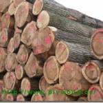 Wood Prices Decreased – Leads to the Reduction of Plywood Prices