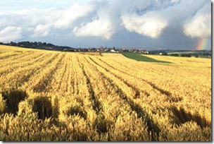 Wheat Fields Of Gold