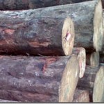 What Is Softwood ?