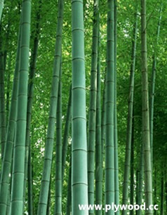 Bamboo  The Wood Database (Monocot)