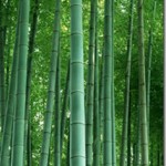 Bamboo