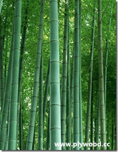 Bamboo