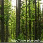 Species List Of Evergreen Trees