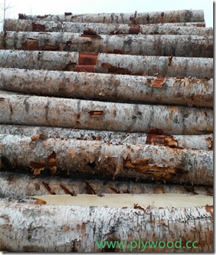 Birch logs