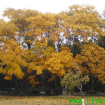 Deciduous Trees