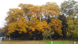 Deciduous Trees